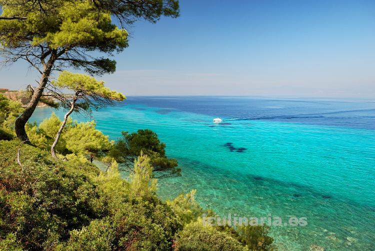 bosque mediterraneo | Innova Culinaria